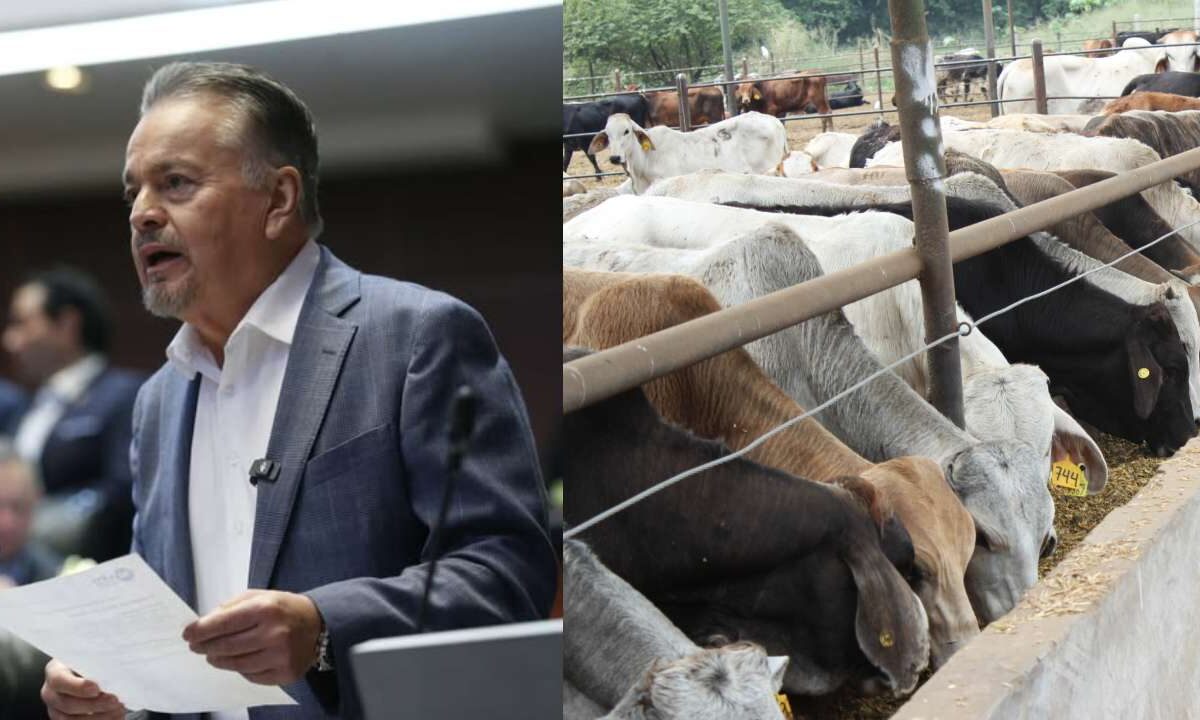 El senador del PAN, Mario Vázquez, hizo un llamado urgente al gobierno federal para cerrar la frontera sur por gusano barrenador.
