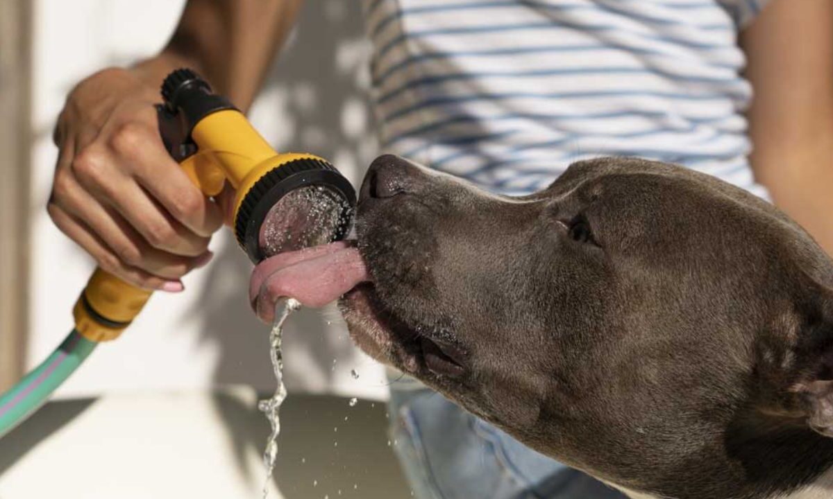 El golpe de calor en las mascotas, o hipertermia, es una afección potencialmente mortal y que se produce cuando el cuerpo del perro o del gato se sobrecalienta debido al esfuerzo físico prolongado o a la exposición a altas temperaturas