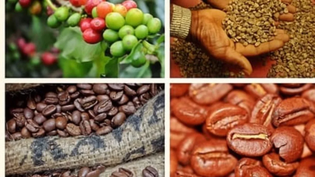 En México, Chiapas es el principal productor de café, seguido de Veracruz y Puebla.
