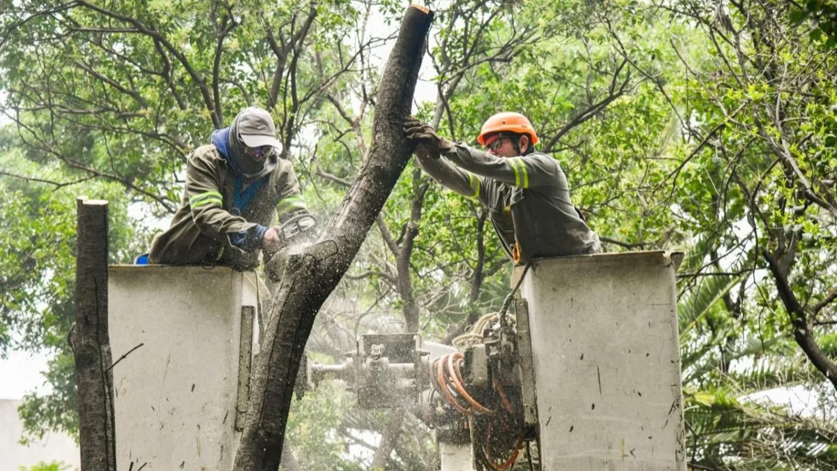 La alcaldía Benito Juárez comenzó la poda y derribo de árboles.