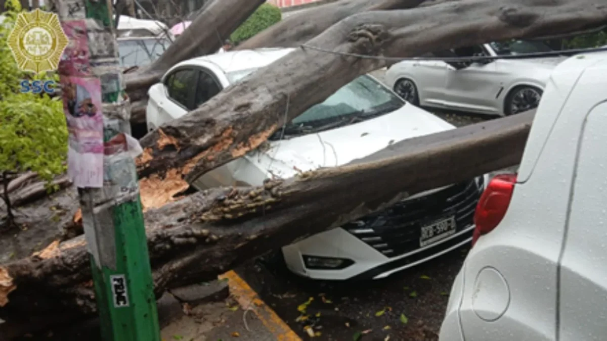 Un árbol de 10 metros cayó sobre un auto en la colonia Narvarte Oriente; sin heridos; cuerpos de emergencia y CFE trabajan en el lugar.