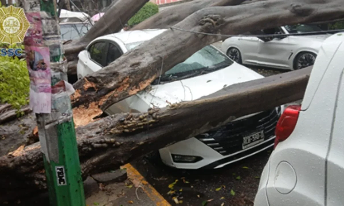 Un árbol de 10 metros cayó sobre un auto en la colonia Narvarte Oriente; sin heridos; cuerpos de emergencia y CFE trabajan en el lugar.