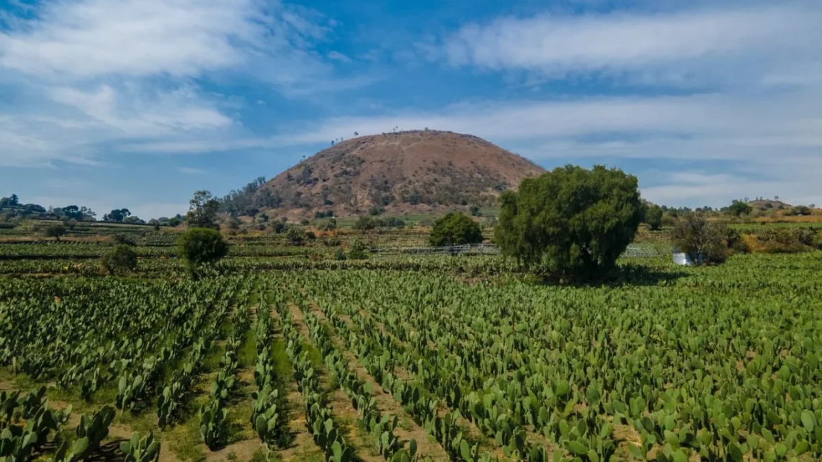 El Gobierno de la Ciudad de México decretó a las Terrazas Agrícolas como Patrimonio Biocultural de la CDMX.