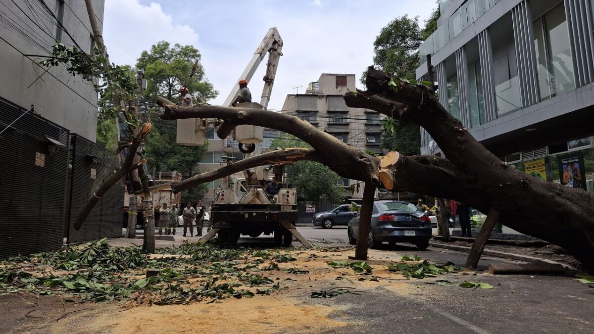 Derivada de intensas lluvias en la CDMX, en la alcaldía Benito Juárez se registró la caída de al menos 15 árboles y 2 postes, 5 inundaciones y un socavón.