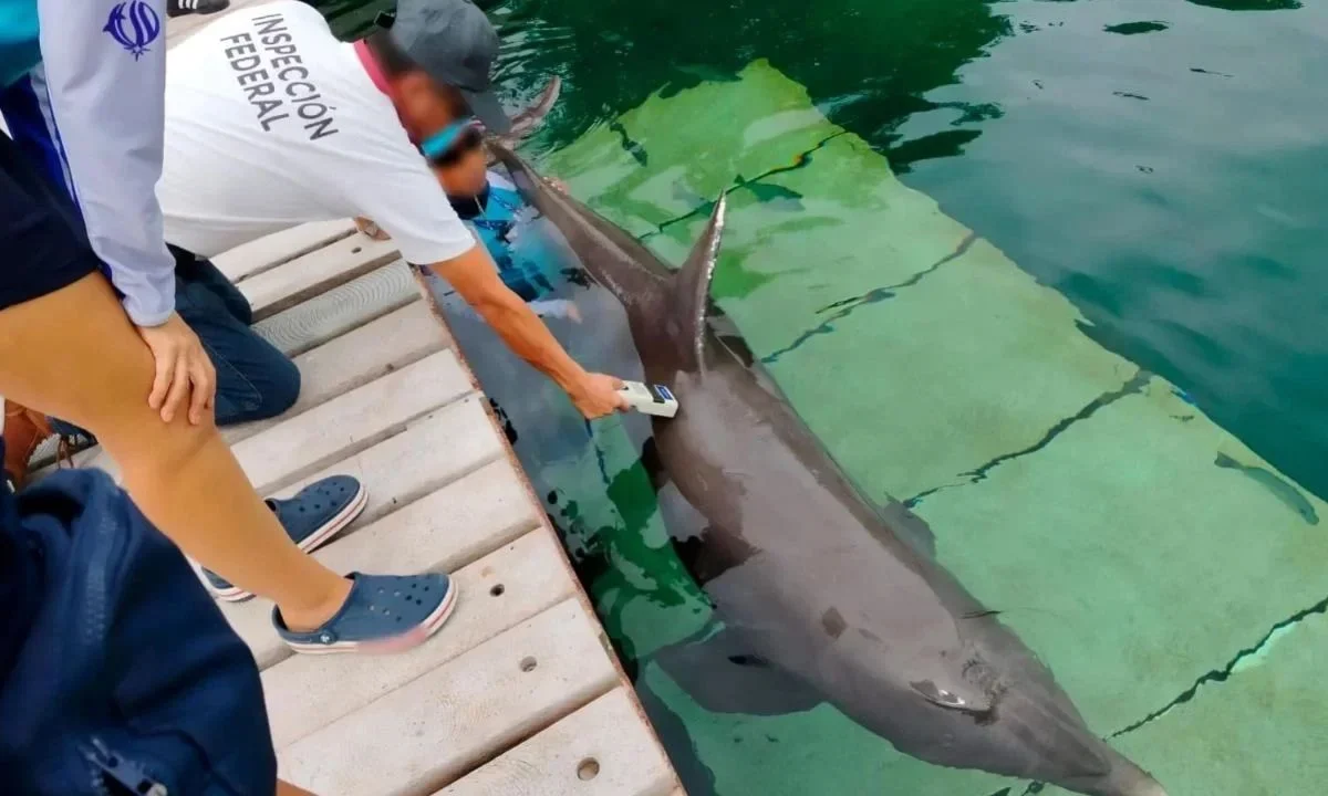 80% de los ejemplares en cautiverio se encuentran en Quintana Roo
