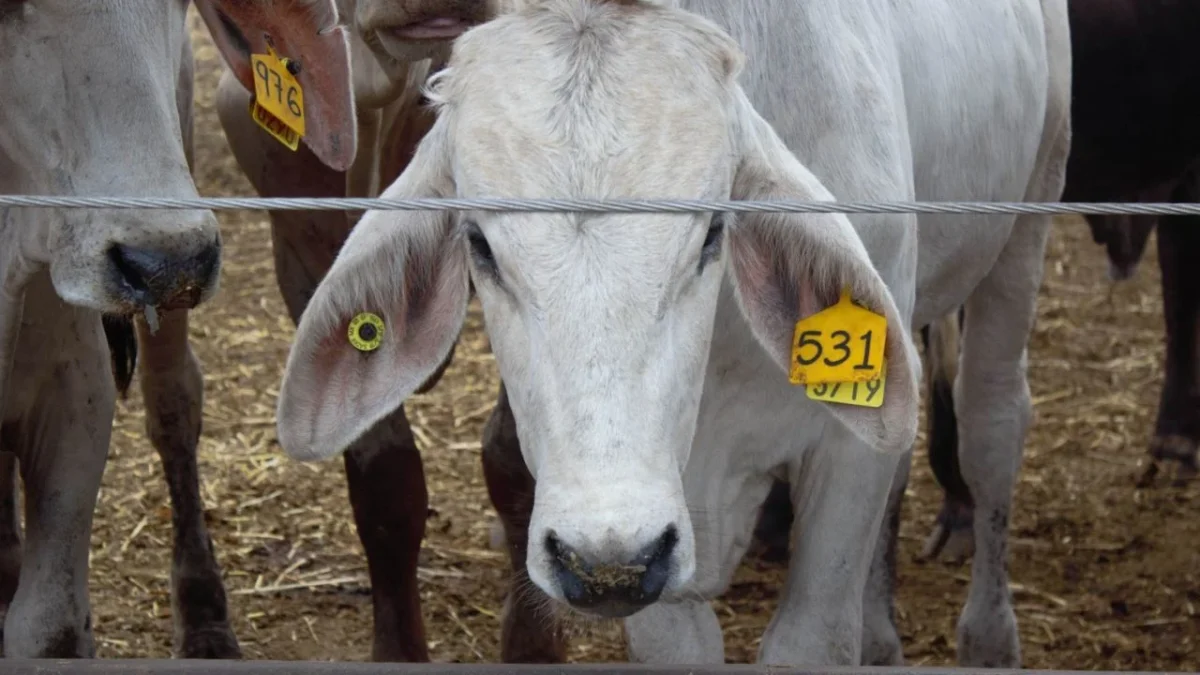 El Departamento de Agricultura de Estados Unidos (USDA, por sus siglas en inglés) informó que se abrirá la frontera paulatinamente para el ganado en pie, bisontes y equinos que cruzan desde México, a partir del 7 de julio.