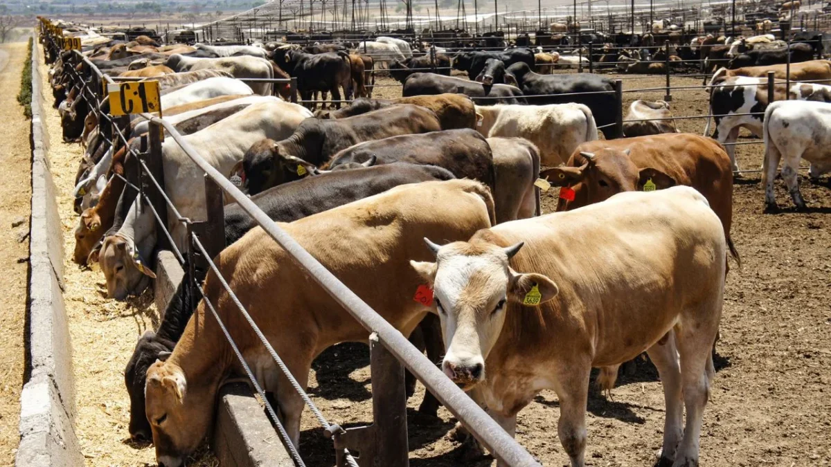 EU levantará veto al ganado mexicano paulatinamente