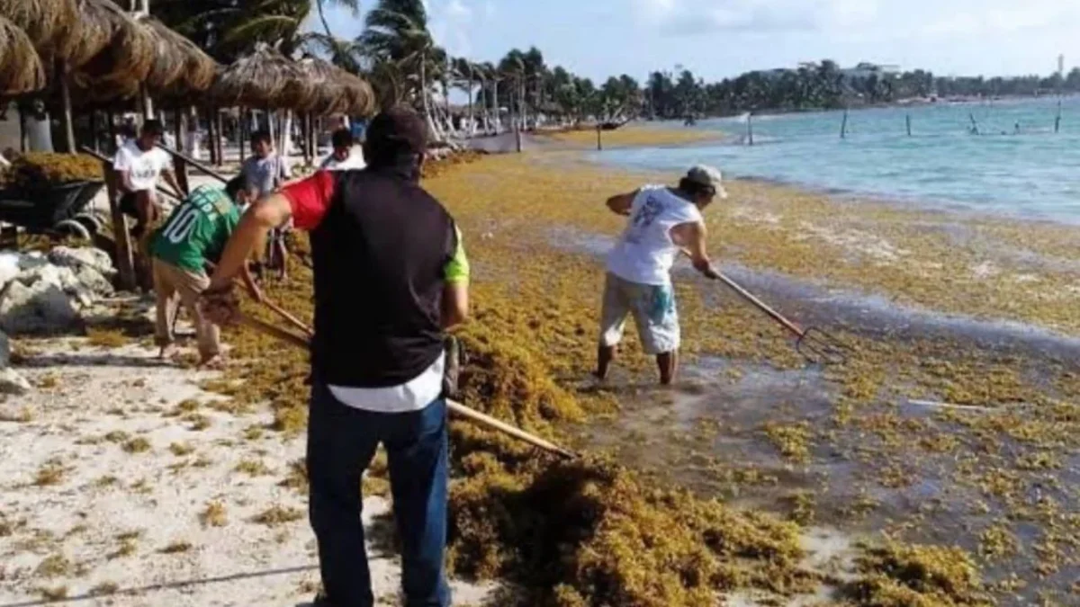 Hoteles del Caribe responden a senadora sobre problemática con el sargazo