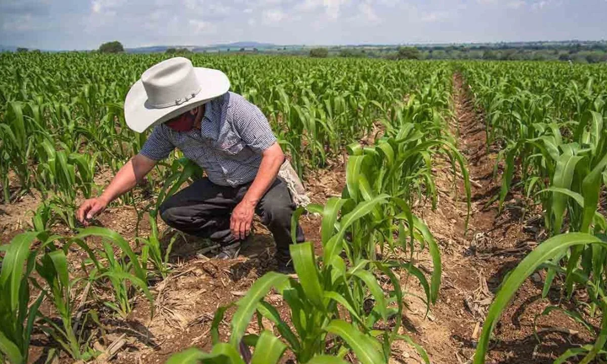 Actualmente, el precio internacional del grano oscila entre 5 mil 300 y 5 mil 400 pesos por tonelada.