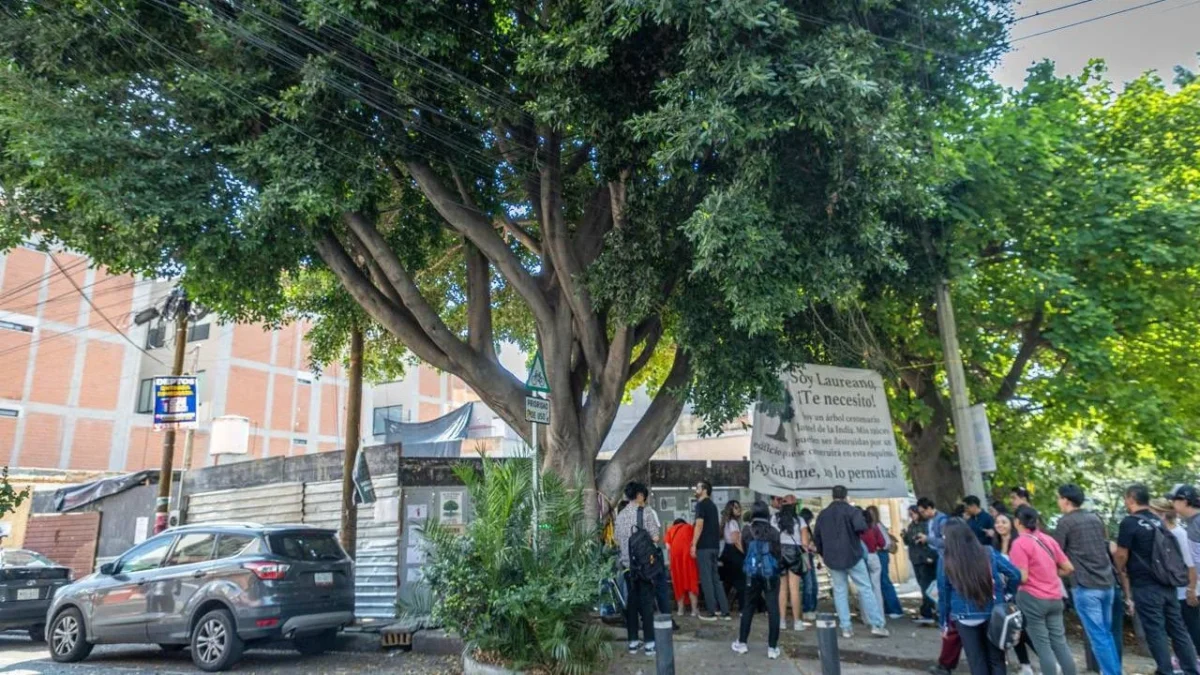 Para evitar tala, buscan declaración patrimonial de árbol “Laureano".
