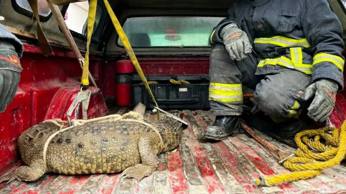 Rescatan a cocodrilo en Cuautitlán Izcalli