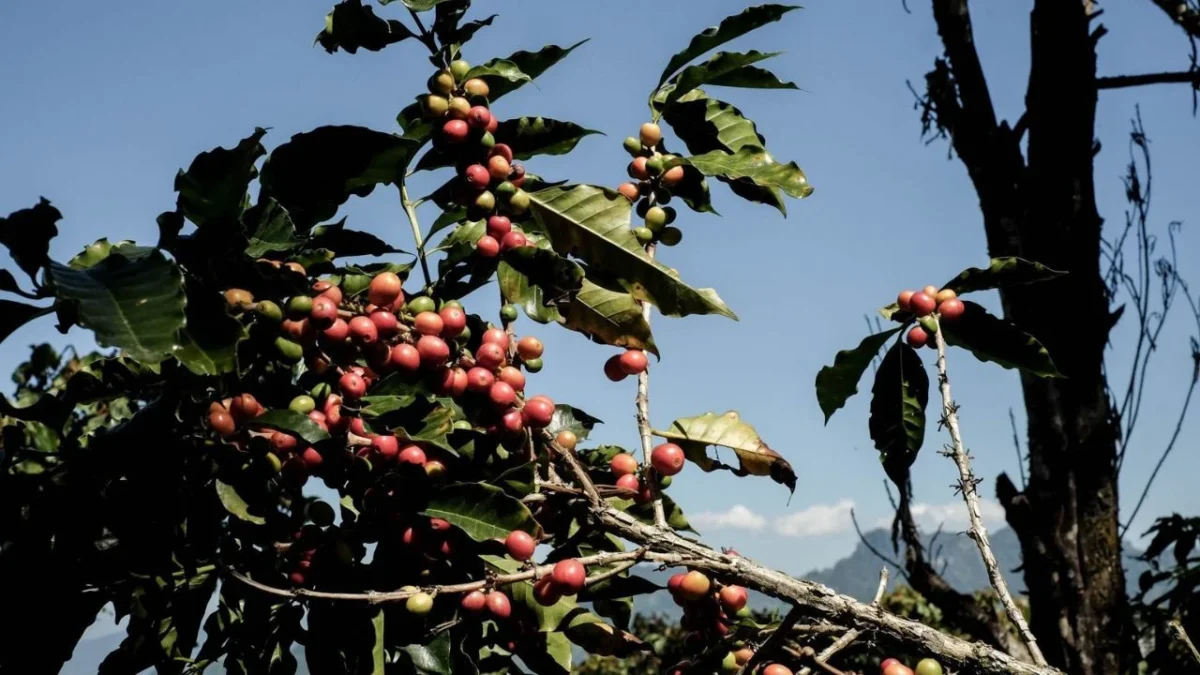 Starbucks México dona a productores 815 mil árboles de café.