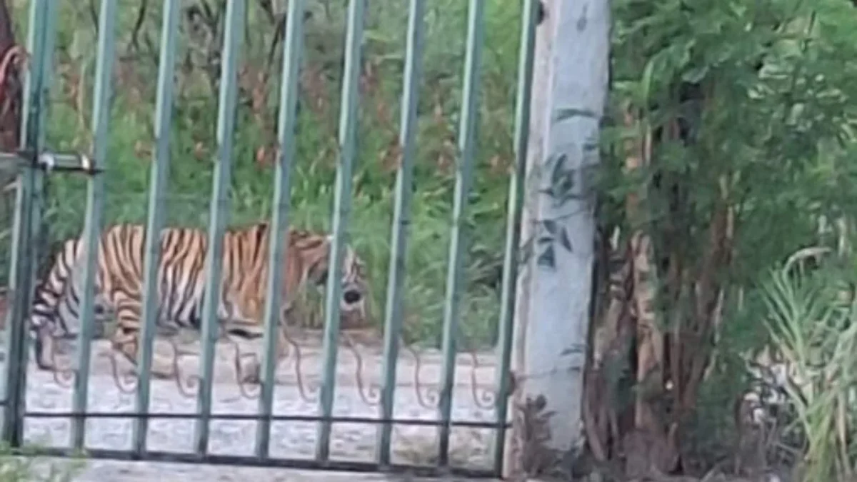 Tigre en Nuevo León, es captado paseándose por las calles