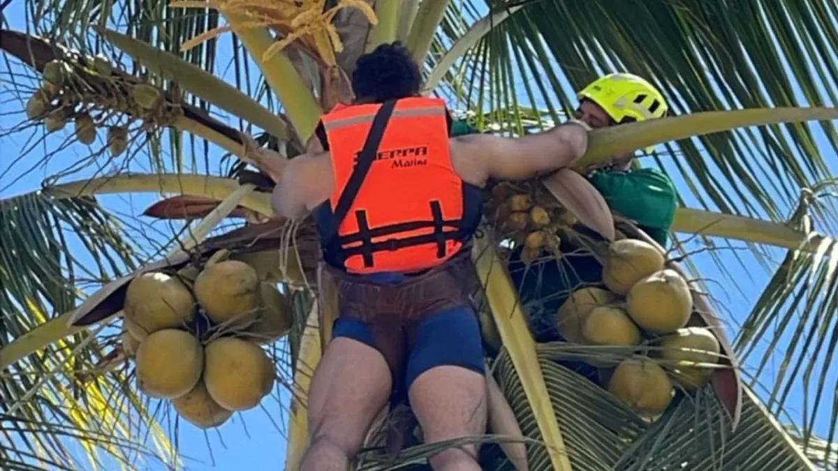 Un joven de 27 años, proveniente de Monterrey, NL, quedó atorado en una palmera en la playa de Bahía de Banderas, Nayarit.