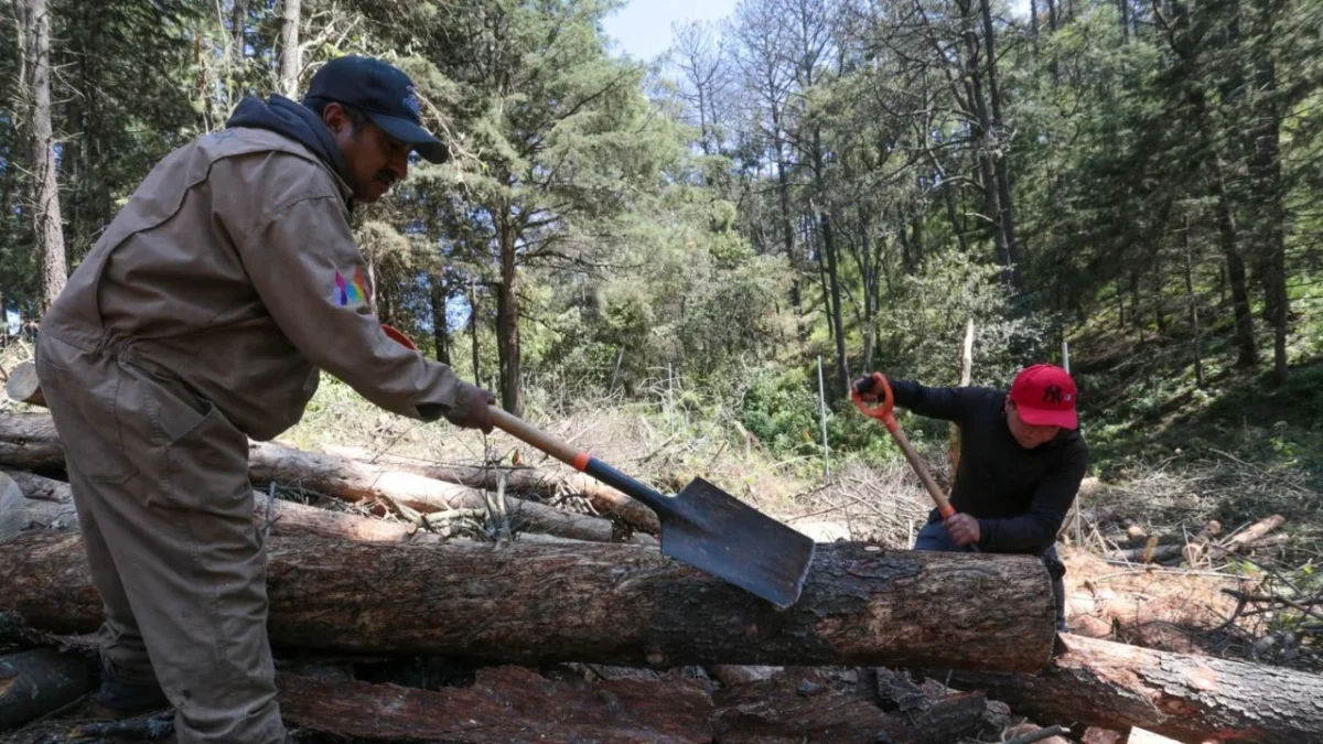 Autoridades capitalinas aseguran tener controlada la tala clandestina en Topilejo