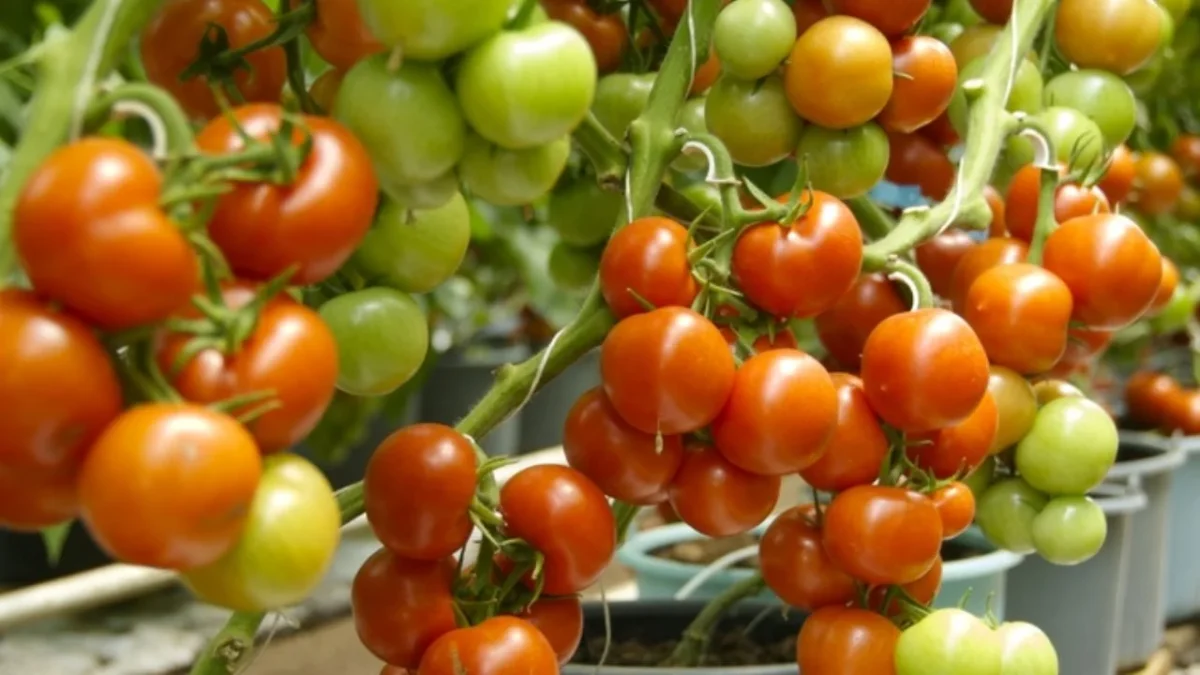 Productores de tomate mantienen preocupación por la medida tomada “unilateralmente” por el gobierno de Donald Trump