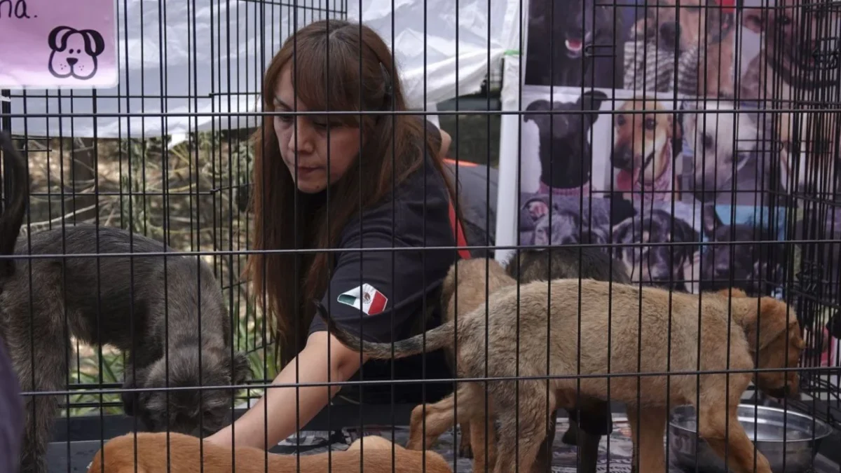 Ponen en marcha agencia de investigación contra maltrato animal en CDMX