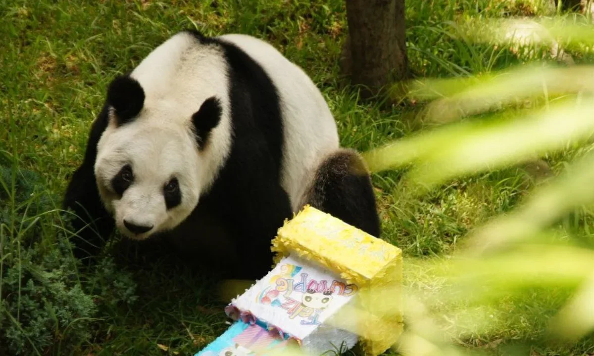 Xin Xin, la panda gigante de Chapultepec y última ejemplar de México