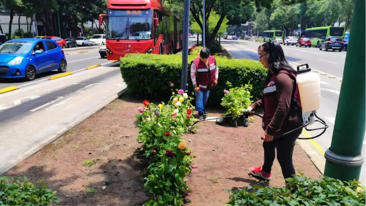 La Álvaro Obregón arranca el plan de embellecimiento con dalias en avenida Insurgentes Sur.
