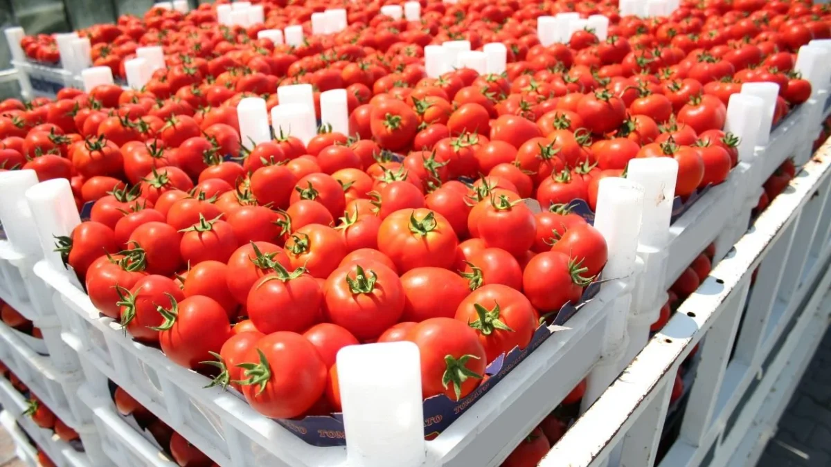 Aranceles al tomate pueden dejar afectaciones por 8 mil 300 mdd, advierte la firma Mundi.