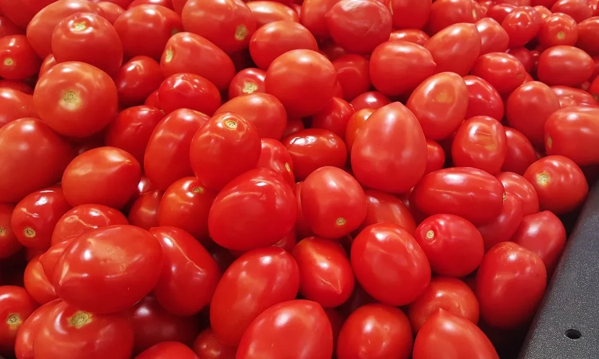 El Departamento de Comercio de EU emitió una orden de derechos antidumping de 17.09% de aranceles a la importación de tomate mexicano.