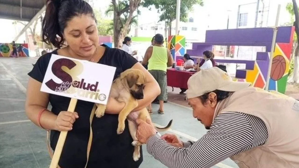 Continúan las jornadas de vacunación antirrábica canina y felina en el estado de Campeche.