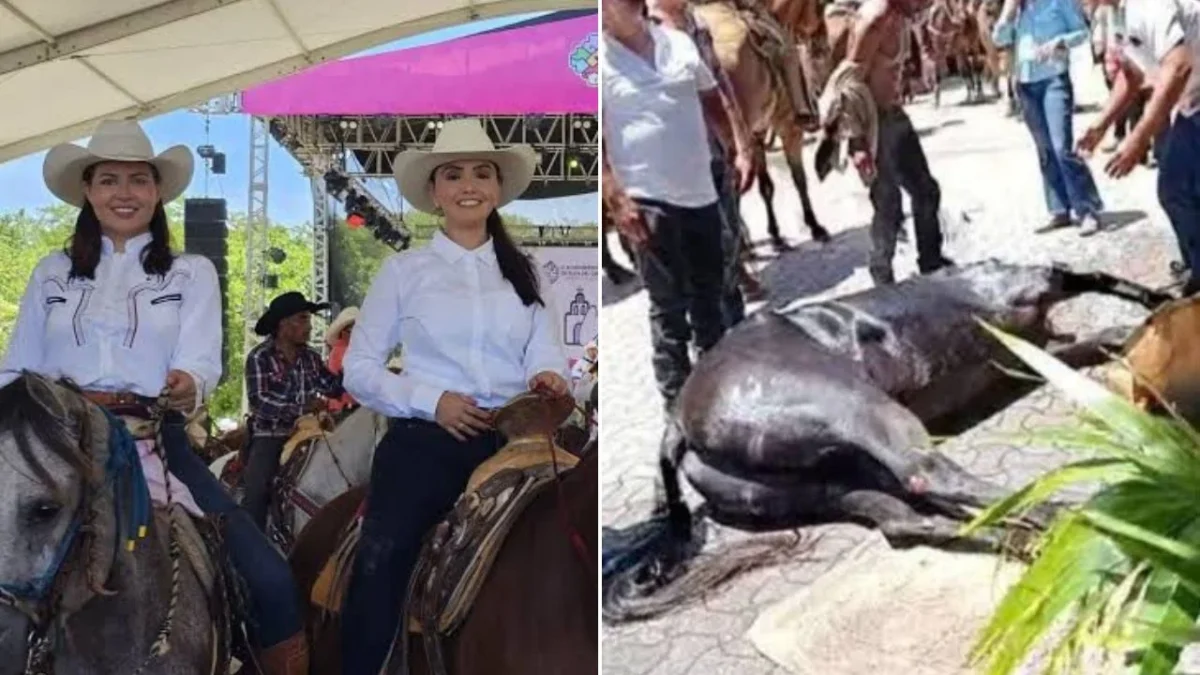 Se presentará una denuncia contra dos legisladoras locales de Quintana Roo, ambas de Morena, por presunto maltrato animal. Entérate.