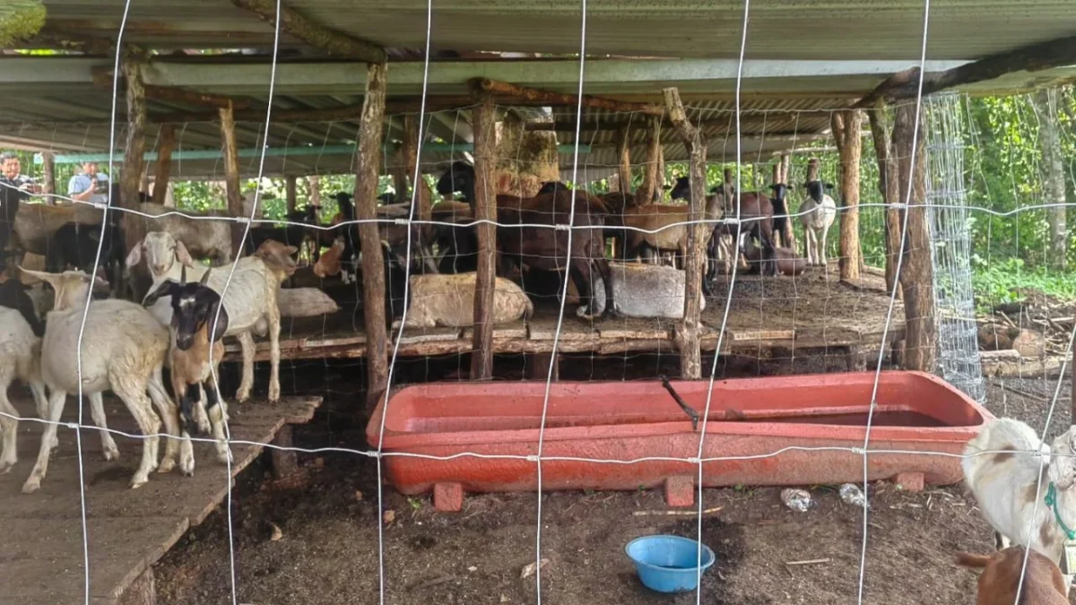 La Sensica revisó las 120 cabezas de ganado libres de gusano barrenador en Oaxaca, de las que no se acreditó su entrada legal al país.