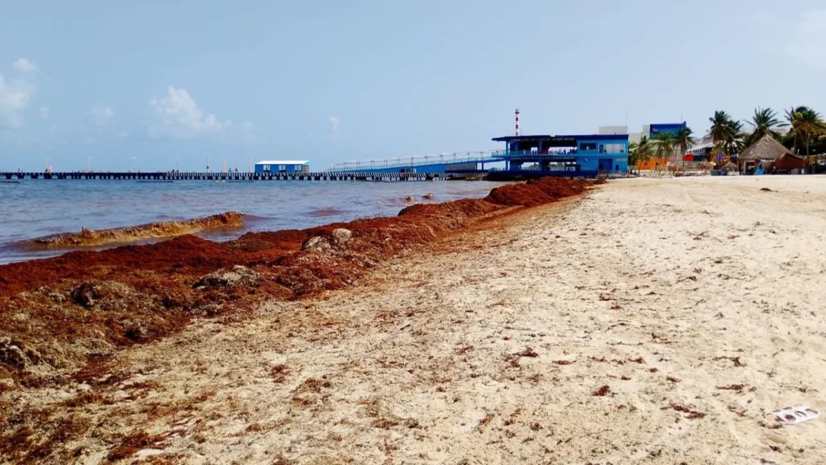 En pleno verano, los arenales de Playa del Carmen lucen vacíos de turistas y llenos de sargazo. 