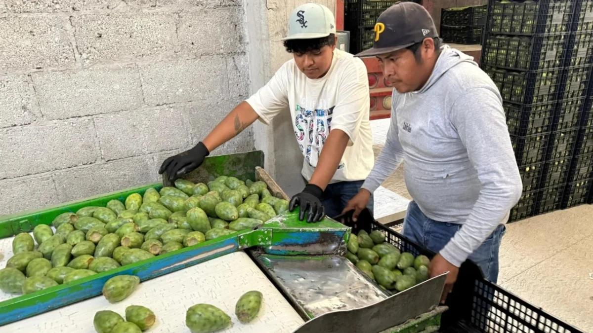 Agricultores de San Sebastián Villanueva celebraron el envío de su primer cargamento de nopales y tunas a Estados Unidos.