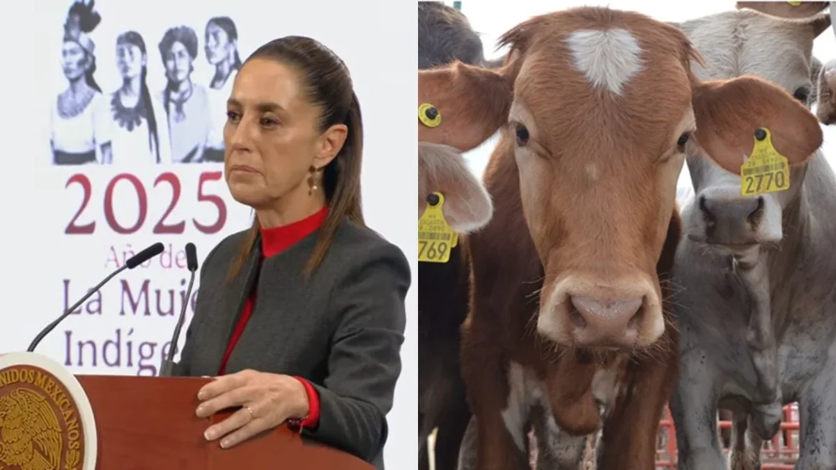 Tras cierre de frontera al ganado mexicano, Sheinbaum lo considera una medida exagerada.
