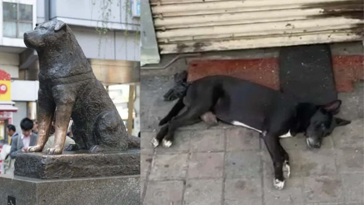 Vecinos de la zona intentaron alimentar al Hachiko de Culiacán; sin embargo, el perrito se niega a comer y permanece echado en el local.