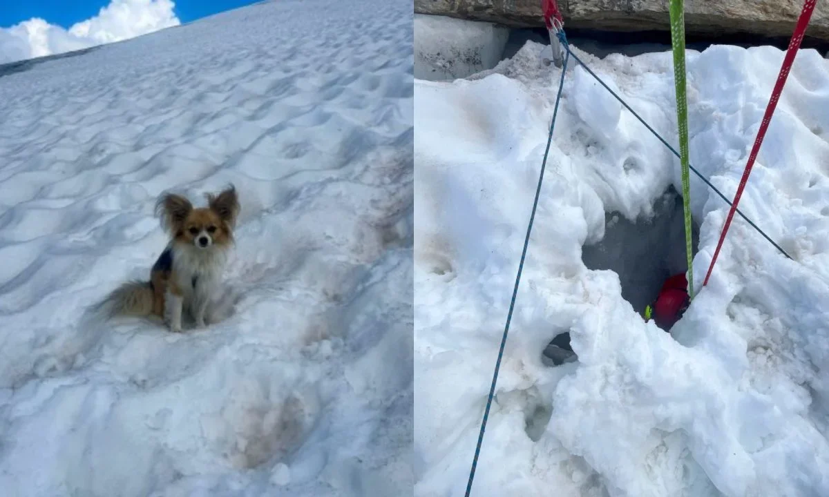 Un perro chihuahua ayudó a socorristas a encontrar a su dueño, caído en la fractura de un glaciar en Suiza, informaron el domingo los equipos de rescate.