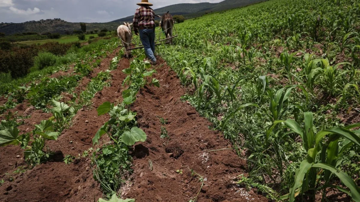 México redujo su nivel de autosuficiencia alimentaria a 48%, al aumentar la importación de maíz, apesar de ser un básico.