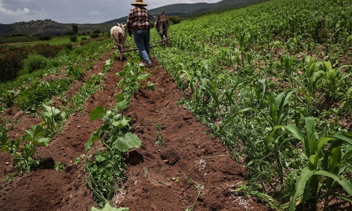 México redujo su nivel de autosuficiencia alimentaria a 48%, al aumentar la importación de maíz, apesar de ser un básico.