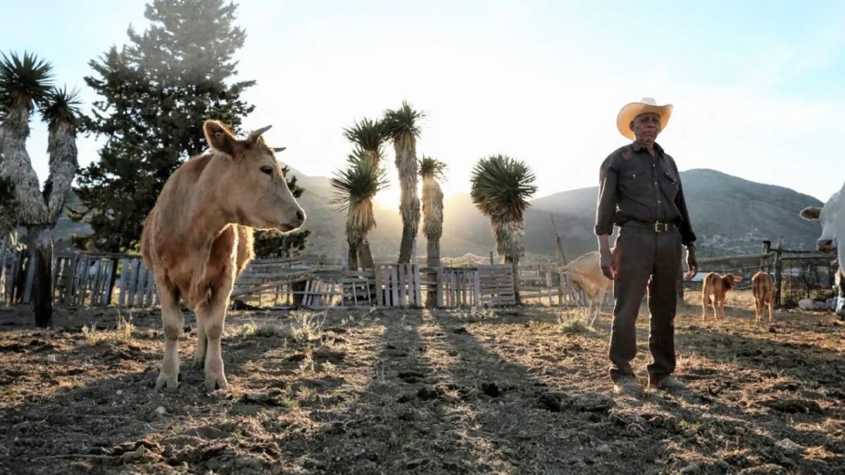 La Secretaría de Agricultura (Sader) informó que se reanudó la exportación hacia los Estados Unidos desde la estación cuarentenaria de Agua Prieta, Sonora, con un cargamento de cerca de 900 cabezas de ganado.