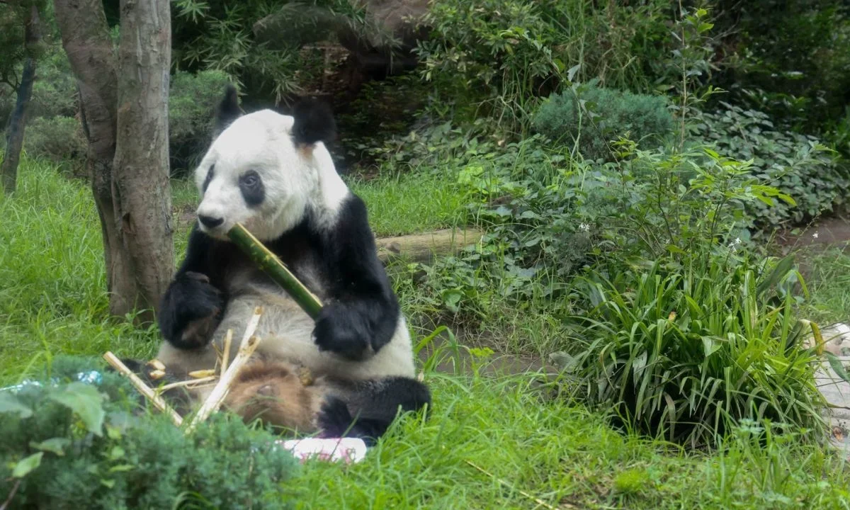 ¿Cuánto puede vivir un panda?