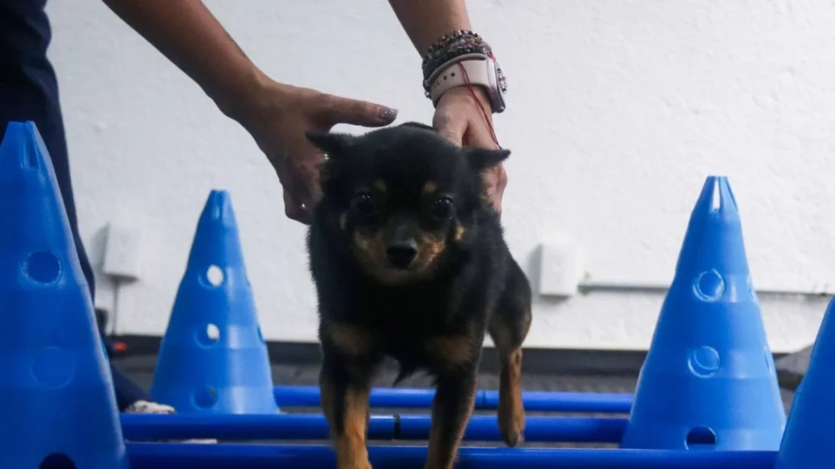Conoce cuáles son los centros de adopción canina en CDMX