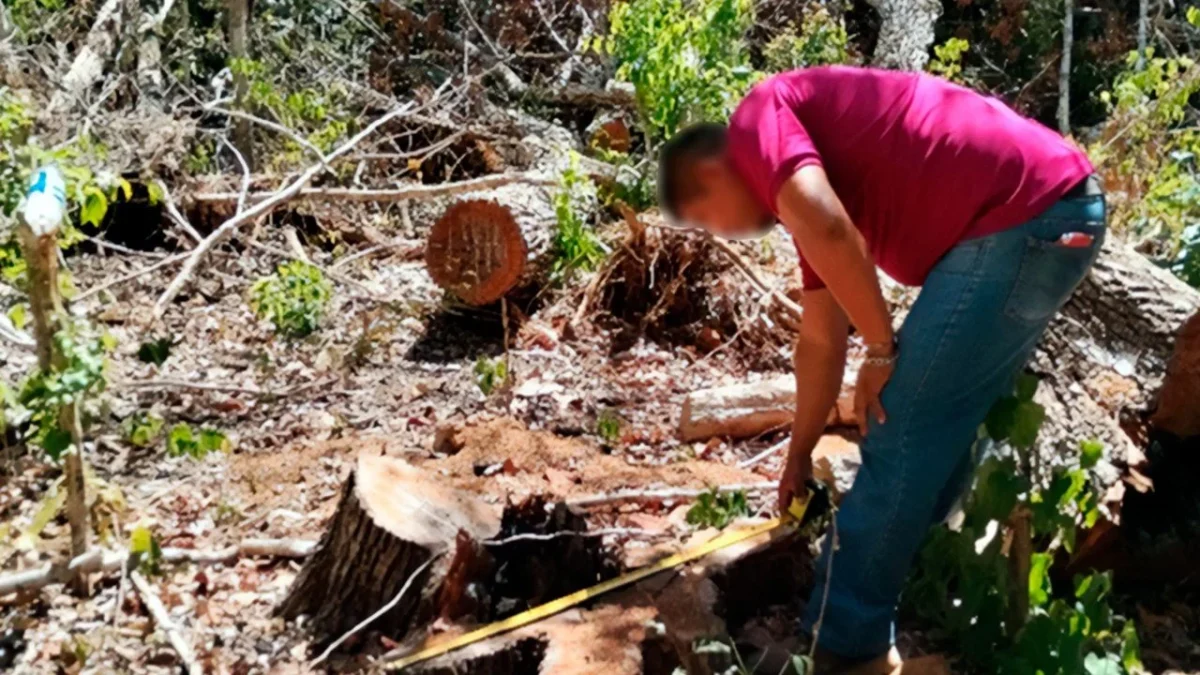 Las afectaciones a la selva de Yucatán se han dado en zonas del sur, como Tekax y Nohalal.
