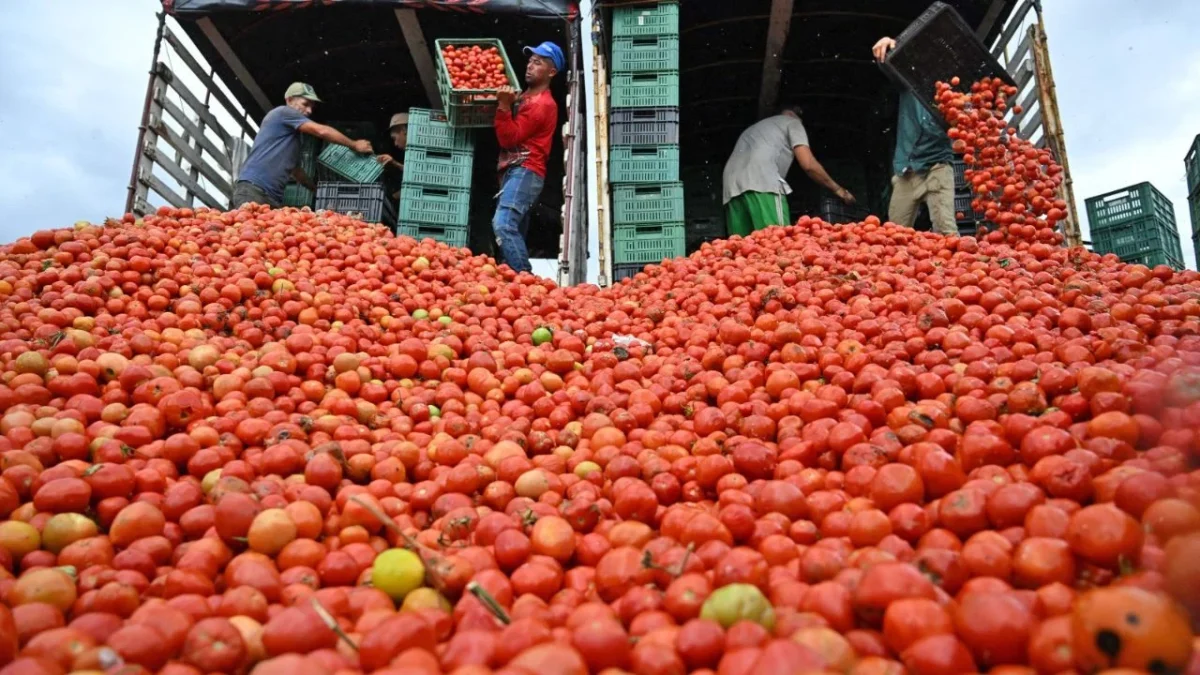 En el primer trimestre, el jitomate de cielo abierto costó 15.8 pesos por kilo y el de invernadero 25.7, aunque se prevé un aumento debido a las lluvias.