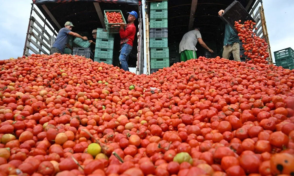 En el primer trimestre, el jitomate de cielo abierto costó 15.8 pesos por kilo y el de invernadero 25.7, aunque se prevé un aumento debido a las lluvias.
