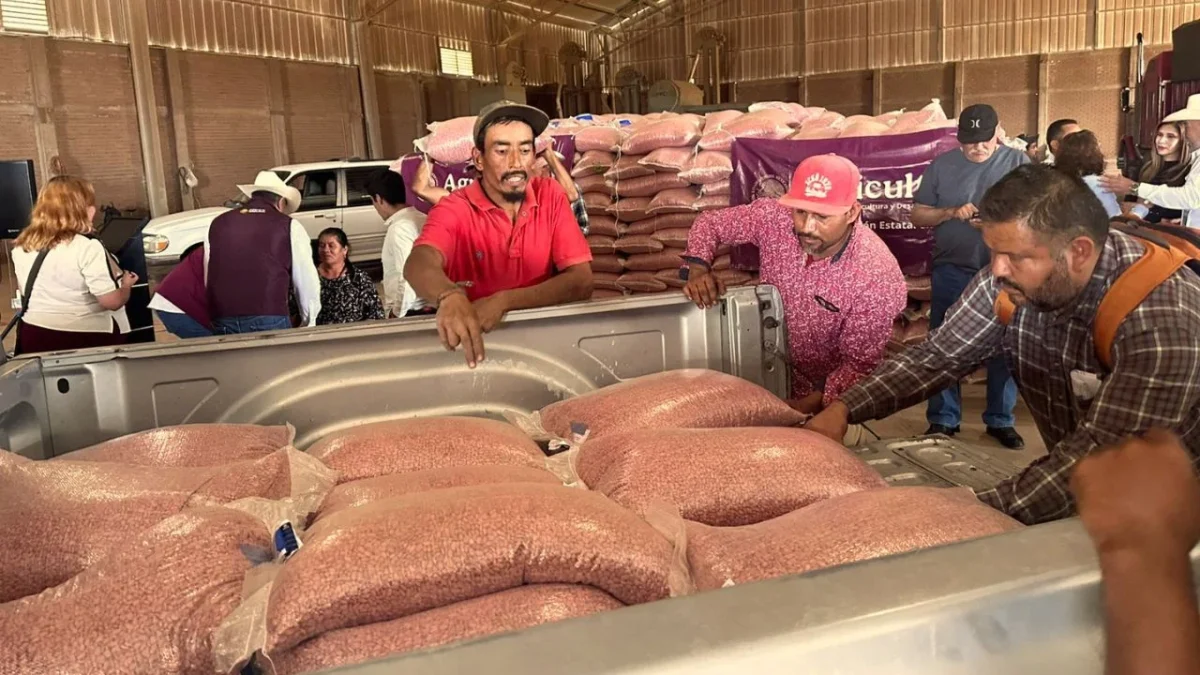La Secretaría de Agricultura entregó 63 mil 850 kilogramos de frijol pinto Saltillo en Durango.