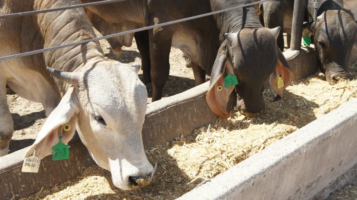 Senasica y Colpos unirán esfuerzos para innovar en sanidad agroalimentaria y fortalecer la producción sustentable en el campo mexicano.