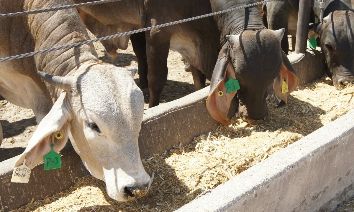 Senasica y Colpos unirán esfuerzos para innovar en sanidad agroalimentaria y fortalecer la producción sustentable en el campo mexicano.