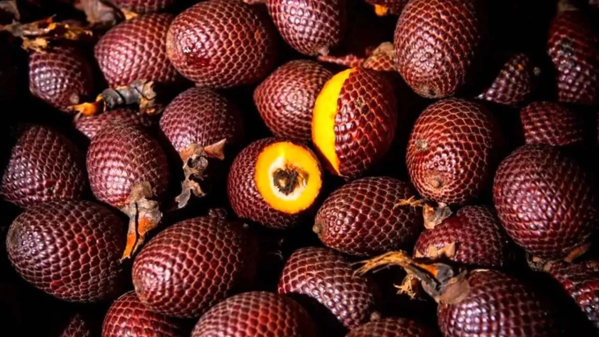 Superfrutos de Grupo AJE fomentan la conservación de los suelos en la Amazonia y así reafirma su compromiso con el medio ambiente.