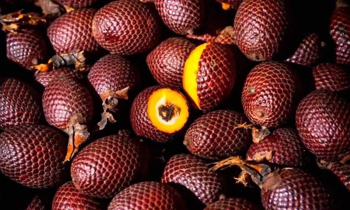 Superfrutos de Grupo AJE fomentan la conservación de los suelos en la Amazonia y así reafirma su compromiso con el medio ambiente.