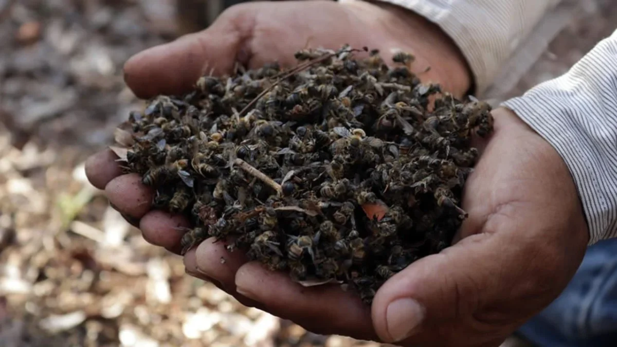 La Profepa recorrió el paraje San Diego Buenavista y constató que la vegetación natural fue reemplazada por un terreno nivelado. 