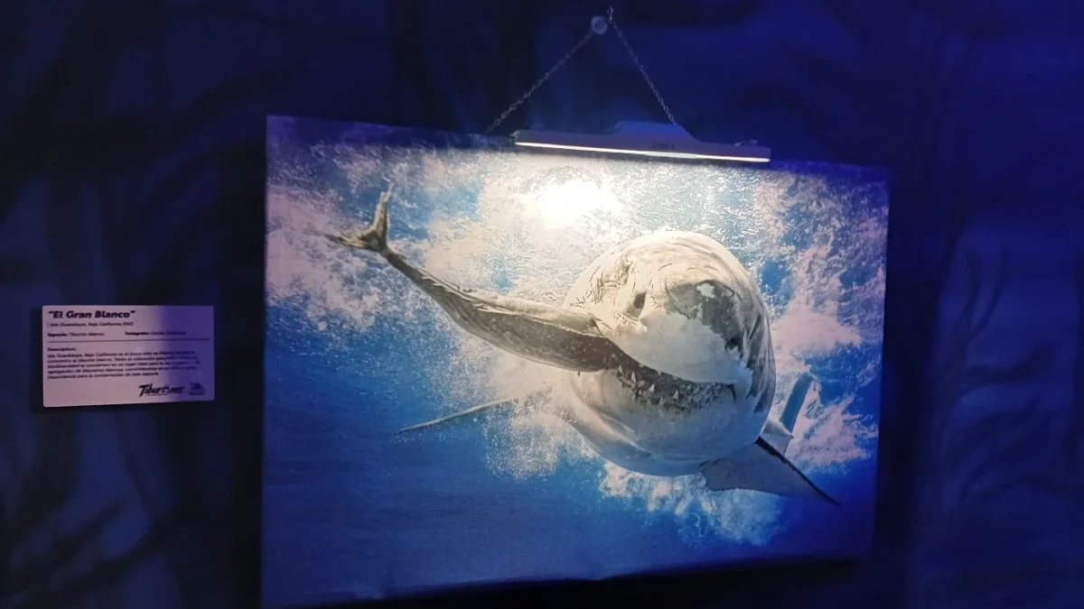 Tiburones: Los Reyes del Mar abre sus puertas en el Acuario Inbursa