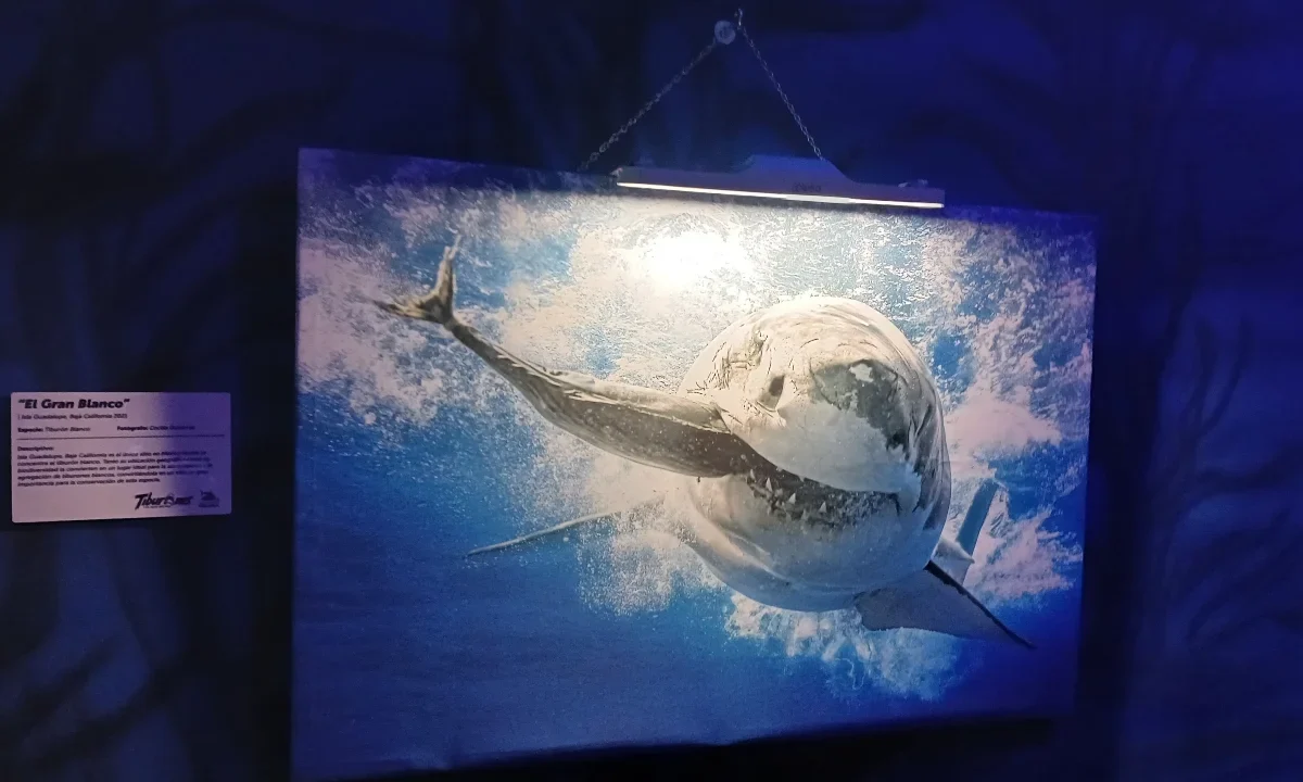 Tiburones: Los Reyes del Mar abre sus puertas en el Acuario Inbursa