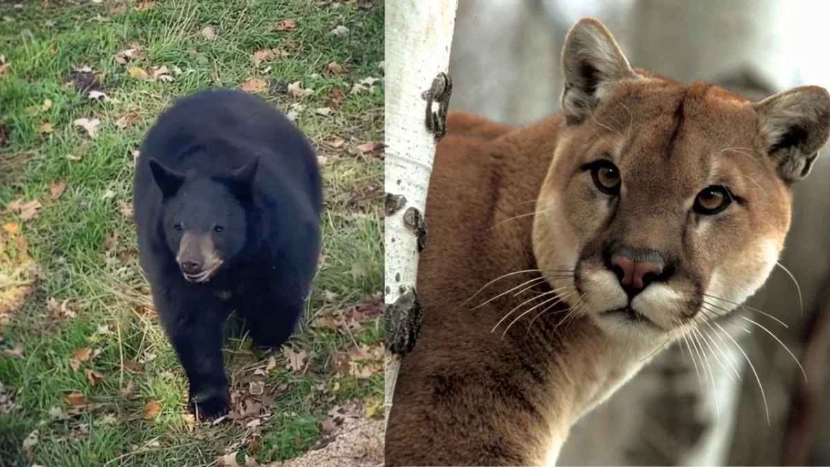 ¿Qué hacer si ves a un animal salvaje? Esto dicen las autoridades
